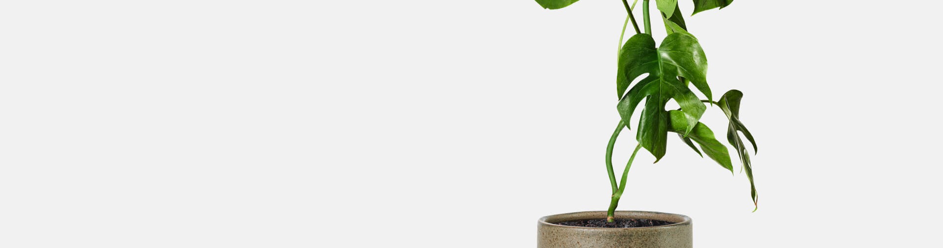 Green plant background